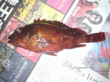 ������20061203