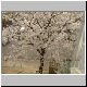 niji-sakura01.jpg