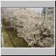 niji-sakura02.jpg